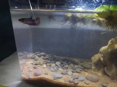 aquarium and fish