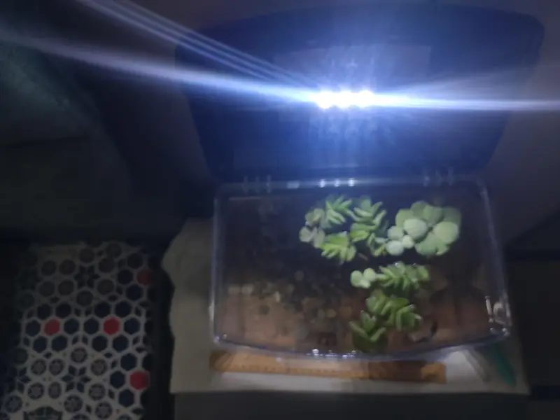 aquarium and fish — photo 2