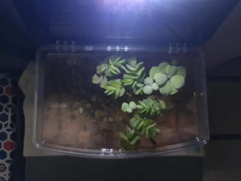 aquarium and fish — photo 3