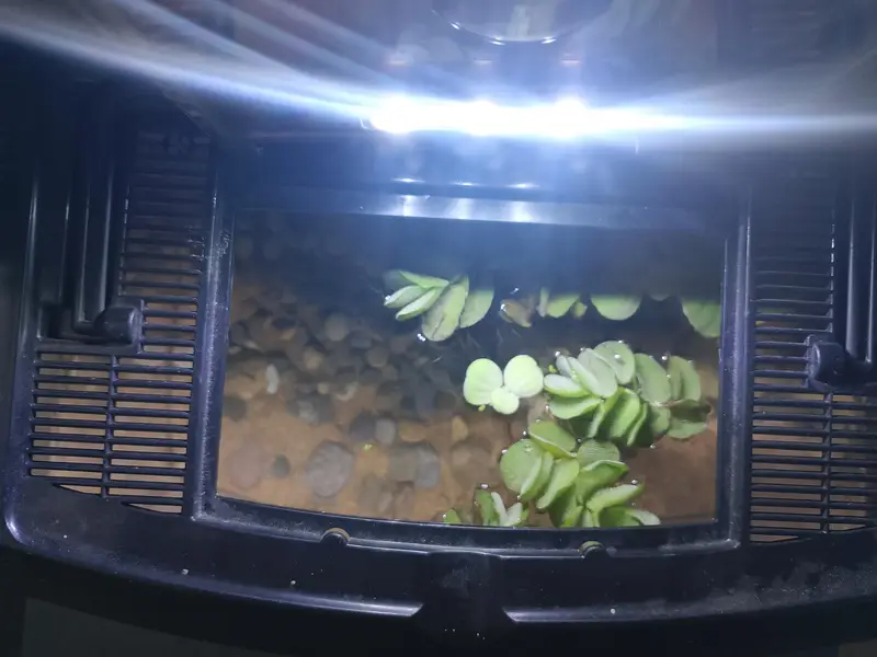 aquarium and fish — photo 4