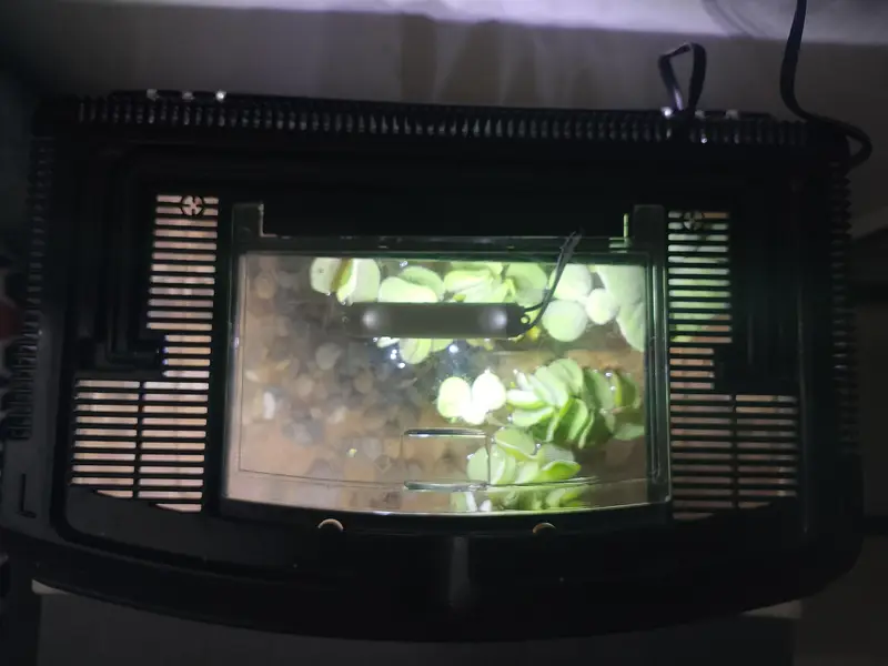 aquarium and fish — photo 5