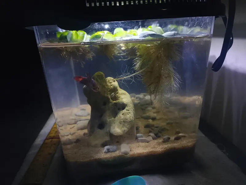 aquarium and fish — photo 6