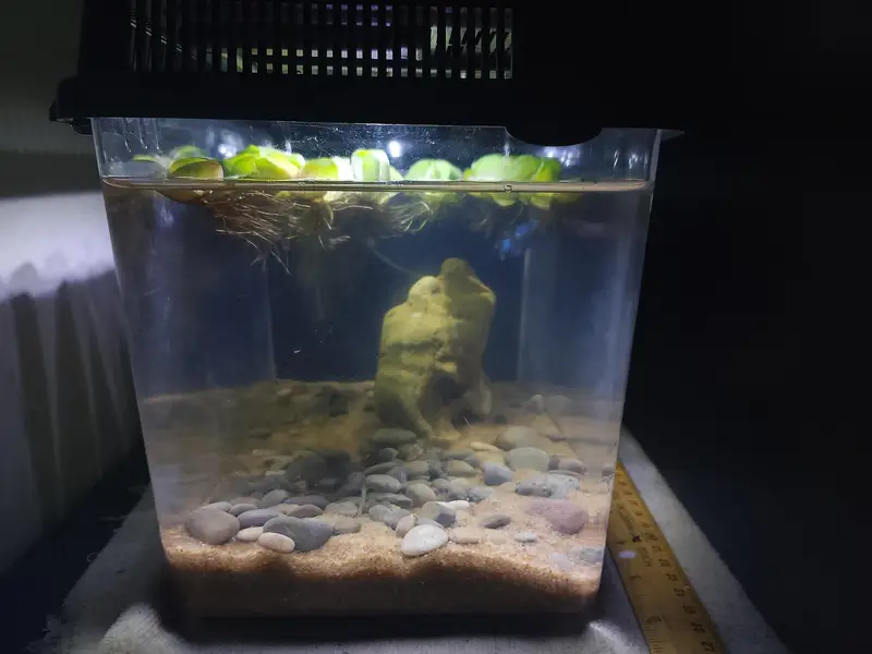 aquarium and fish — photo 7
