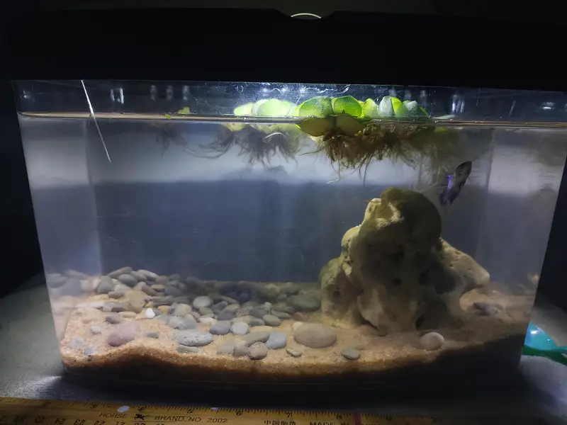 aquarium and fish — photo 8