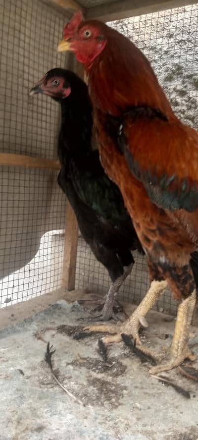 pure sindhi murghe murghi / murghi egg dina wali hai
