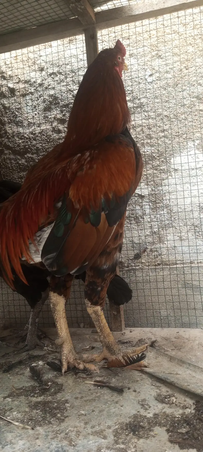 pure sindhi murghe murghi / murghi egg dina wali hai — photo 2