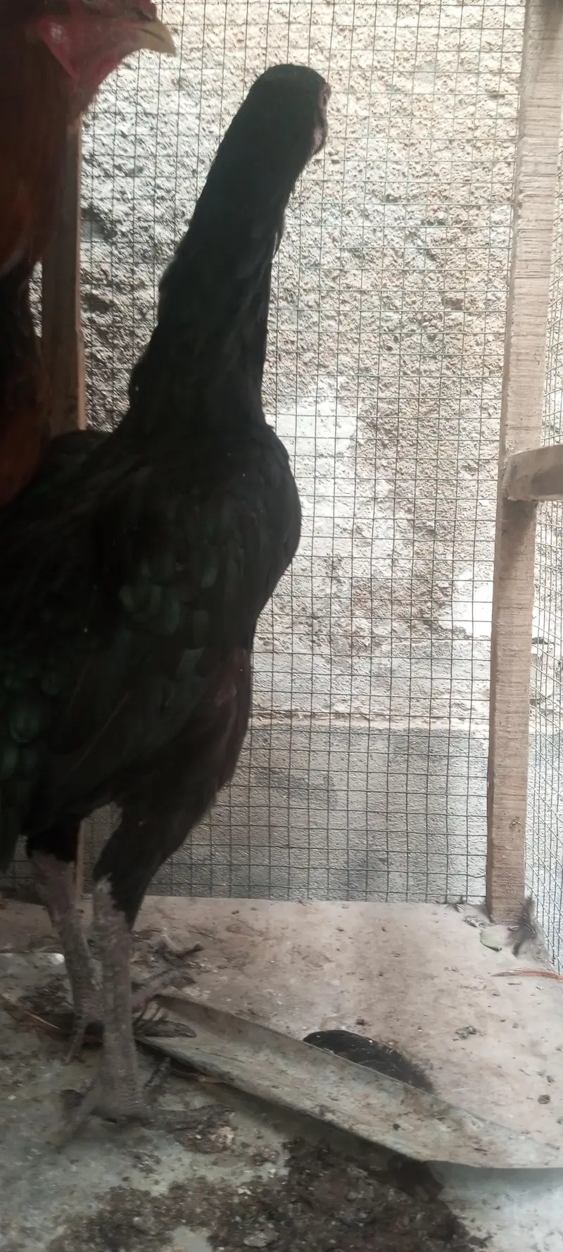 pure sindhi murghe murghi / murghi egg dina wali hai — photo 3