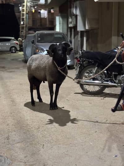 longtail sheep