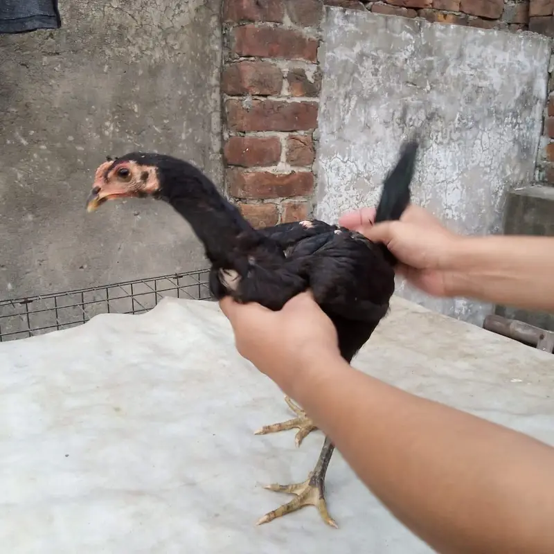 aseel |Dragon |thai |Burmi |Pakoya | Thai Dragon|koshamo|Vietnam — photo 3