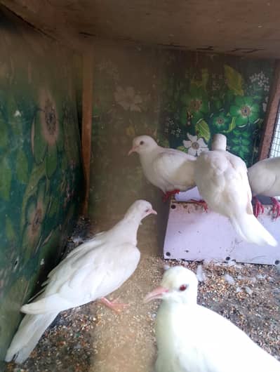 white khumray red eyes breeder pair