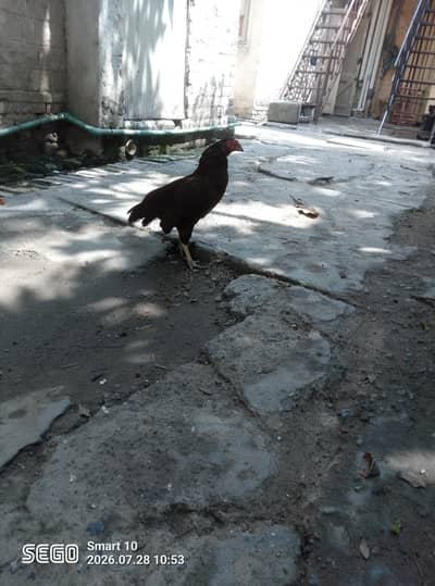 asleep Mia wali murgi for sale