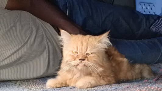 Persian male