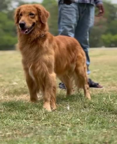 golden retriever male available