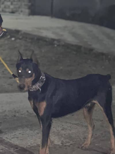 If you interested contact me ! Doberman Pinscher For Sale