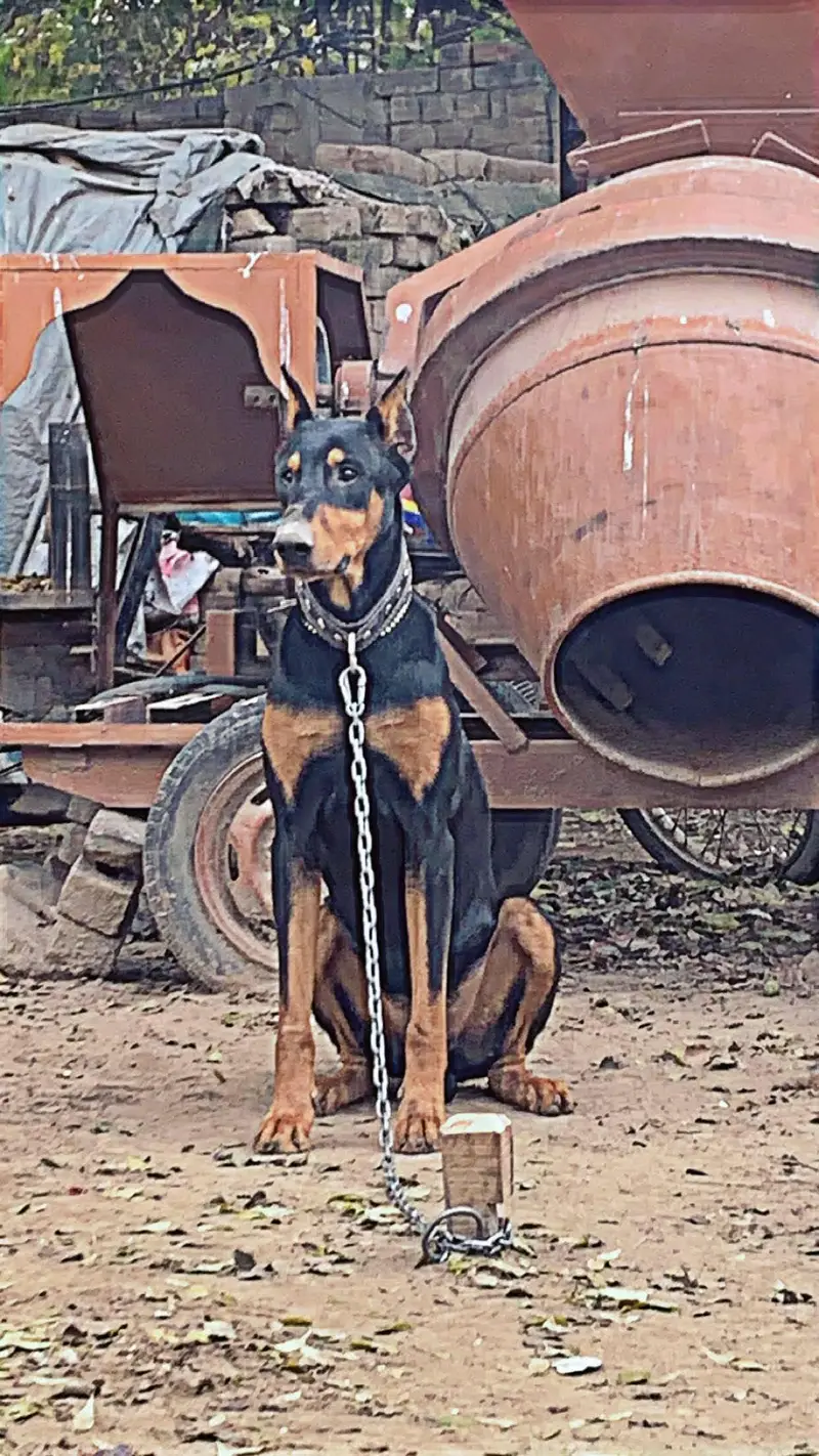 If you interested contact me ! Doberman Pinscher For Sale — photo 2