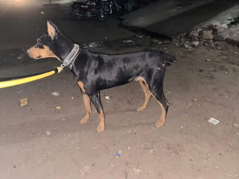 If you interested contact me ! Doberman Pinscher For Sale — photo 3
