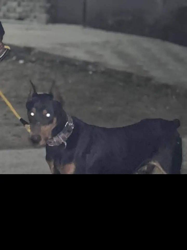 If you interested contact me ! Doberman Pinscher For Sale — photo 4