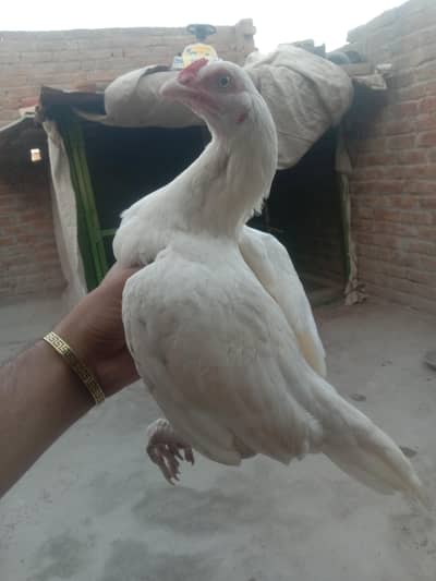 white Heera aseel chick's available