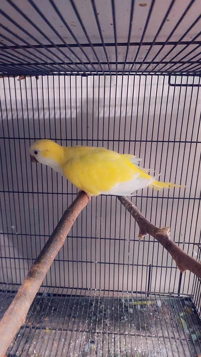 lutino Monk adult Female