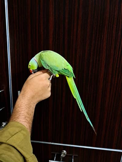 green tamme male