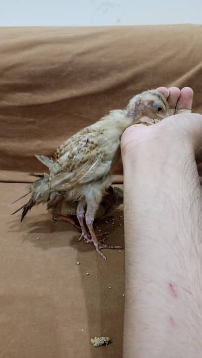 teetar chicks pair for sale