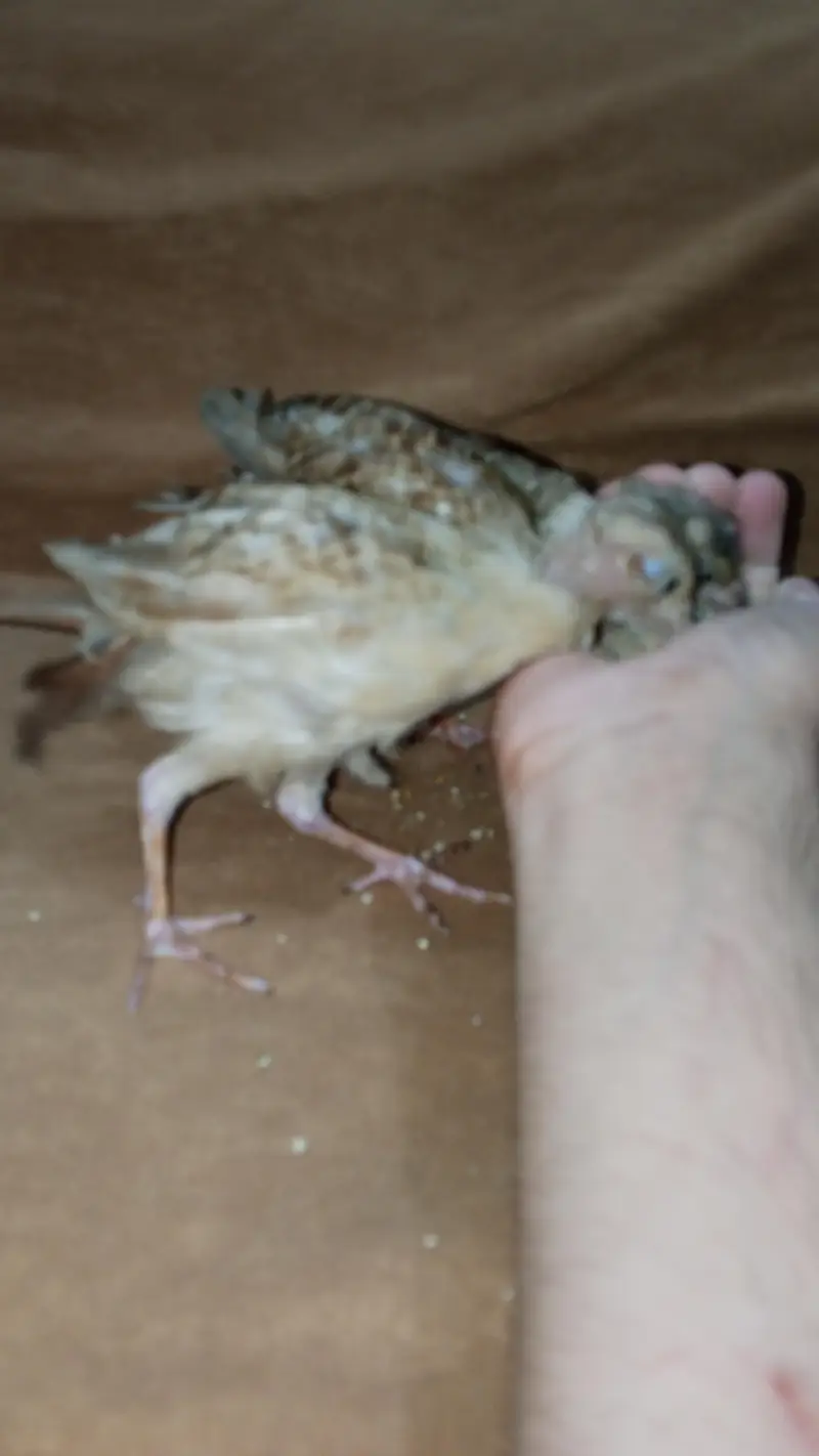 teetar chicks pair for sale — photo 2