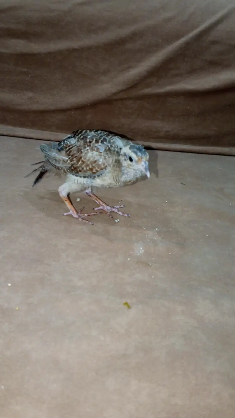 teetar chicks pair for sale — photo 3