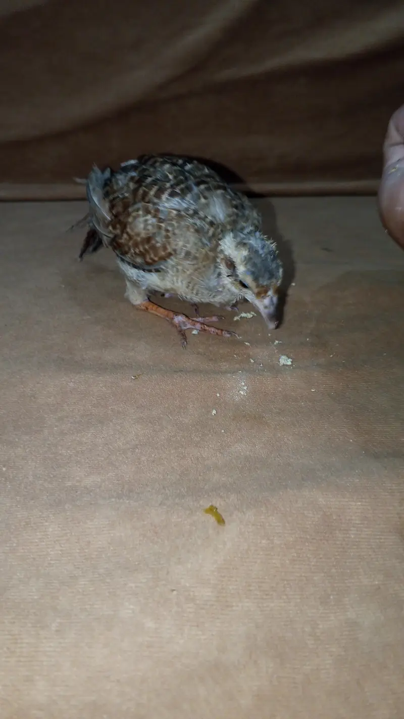 teetar chicks pair for sale — photo 4