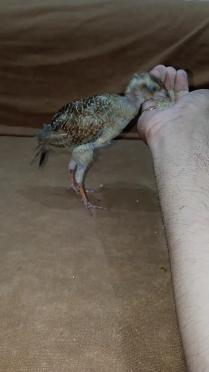 teetar chicks pair for sale — photo 5