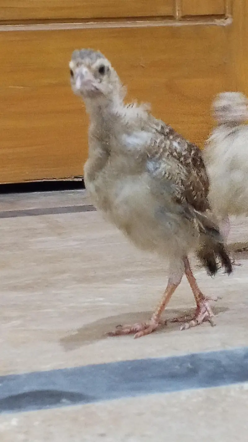 teetar chicks pair for sale — photo 6