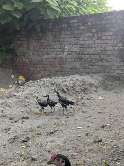 High Quality Aseel Thai Chicks