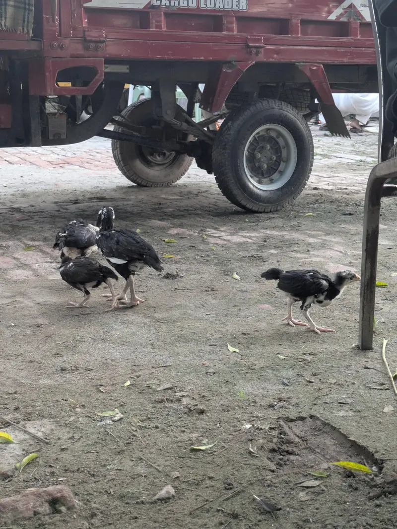 High Quality Aseel Thai Chicks — photo 2