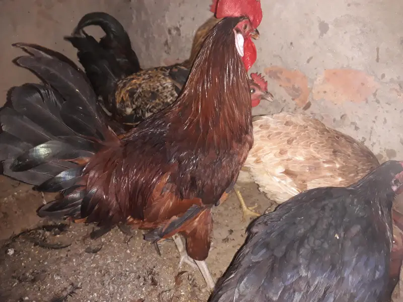 3 Male or 4 female it's very youniq colour — photo 2