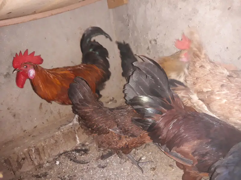 3 Male or 4 female it's very youniq colour — photo 3