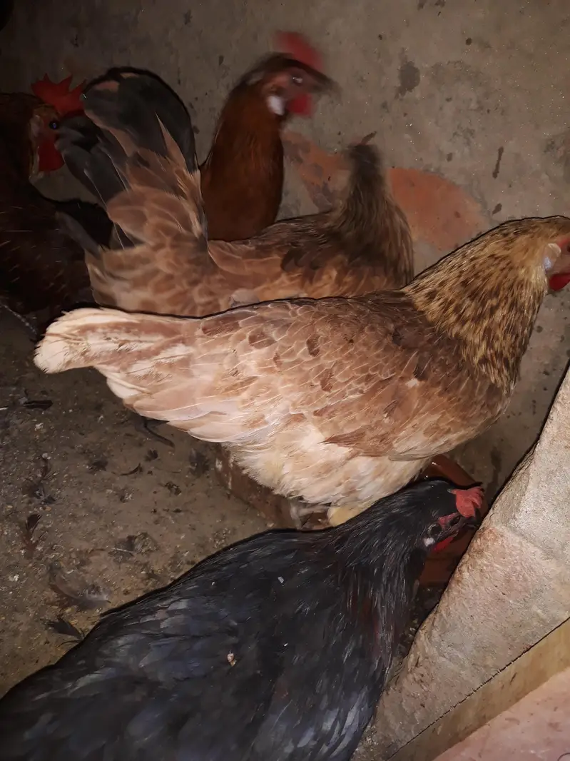 3 Male or 4 female it's very youniq colour — photo 4