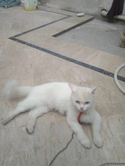 Persian cat for sale
