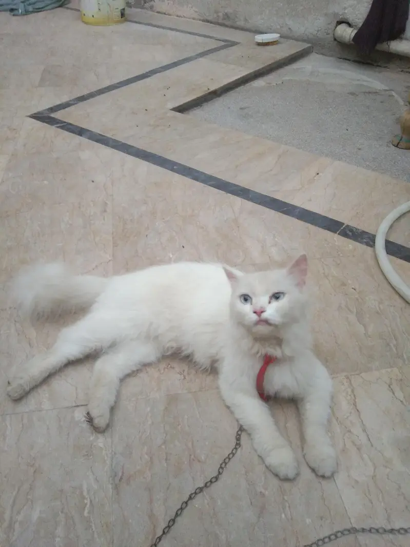 Persian cat for sale — photo 2