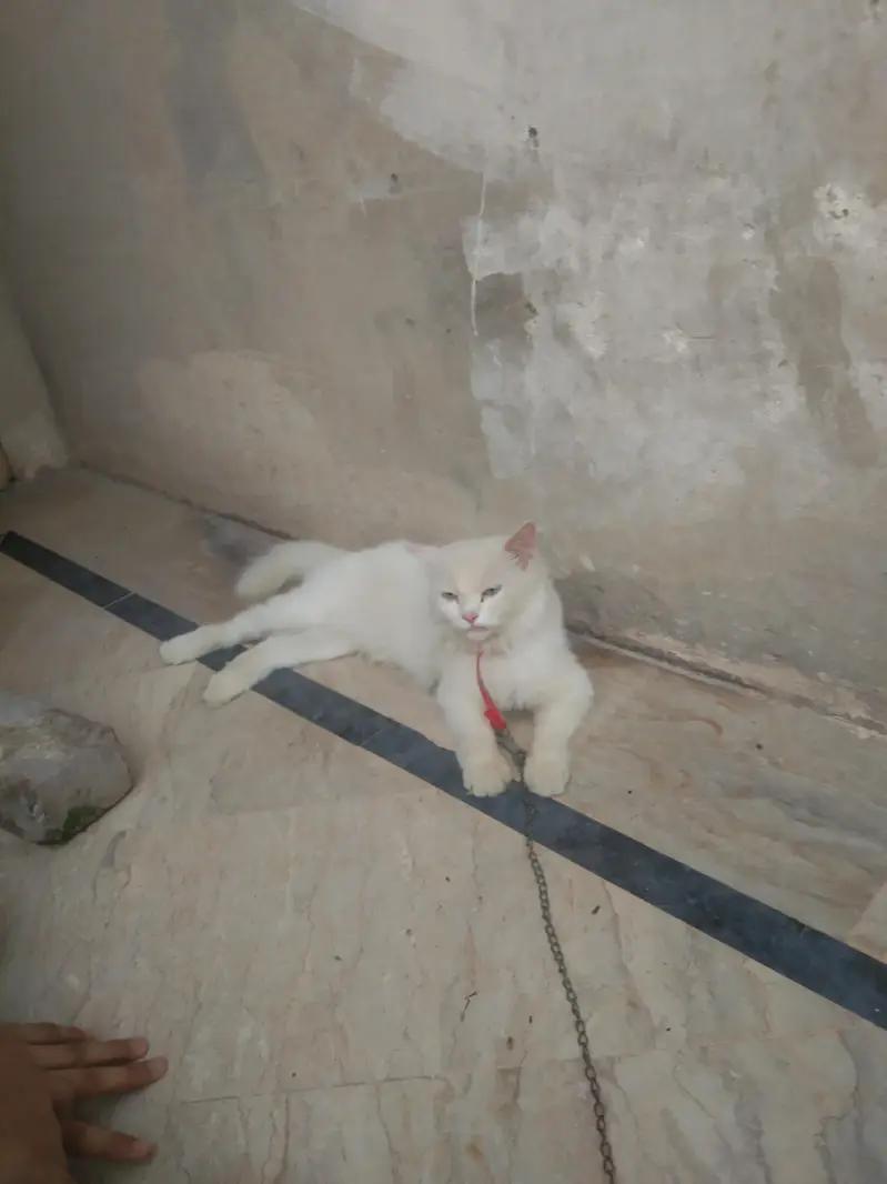 Persian cat for sale — photo 3