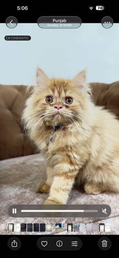 Punch face persian cat