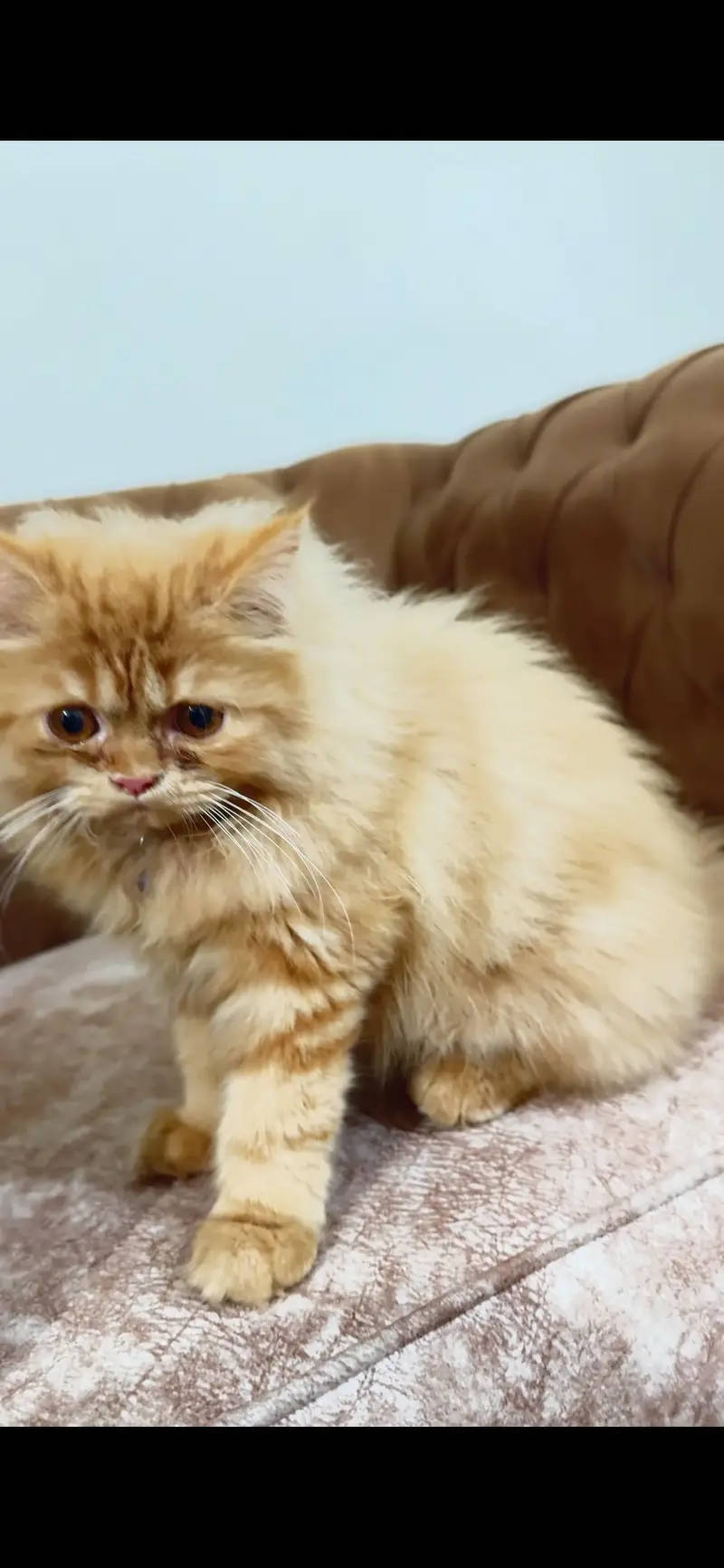 Punch face persian cat — photo 2