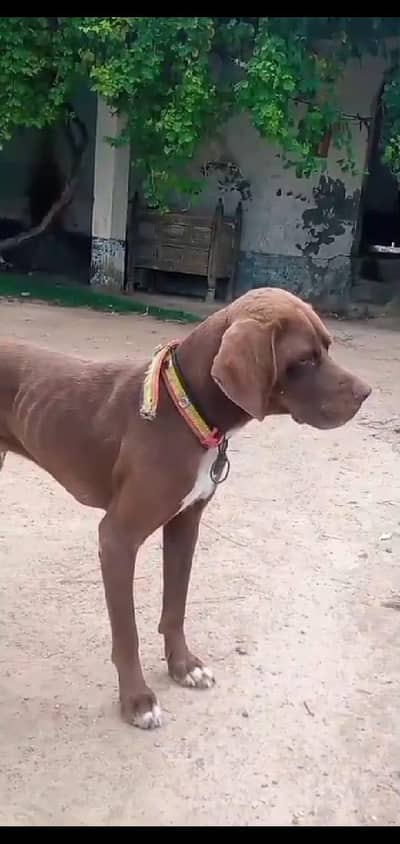 English pointer male