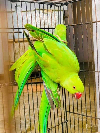 ring nick parrot