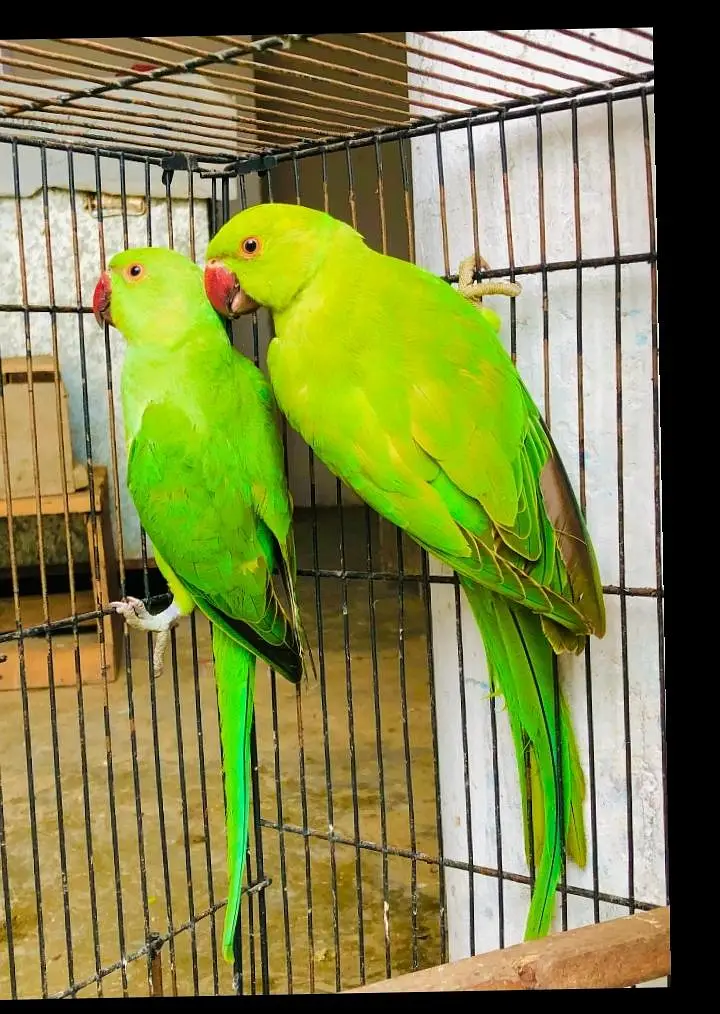 ring nick parrot for sale — photo 2