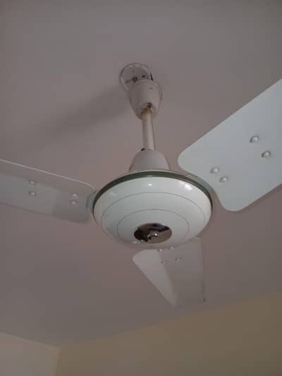 Royal Fan