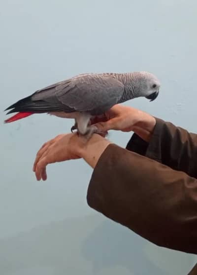 African Grey Parrot tamed talking starts for sale