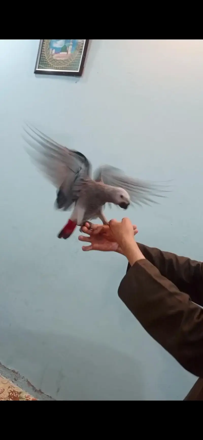 African Grey Parrot tamed talking starts for sale — photo 2