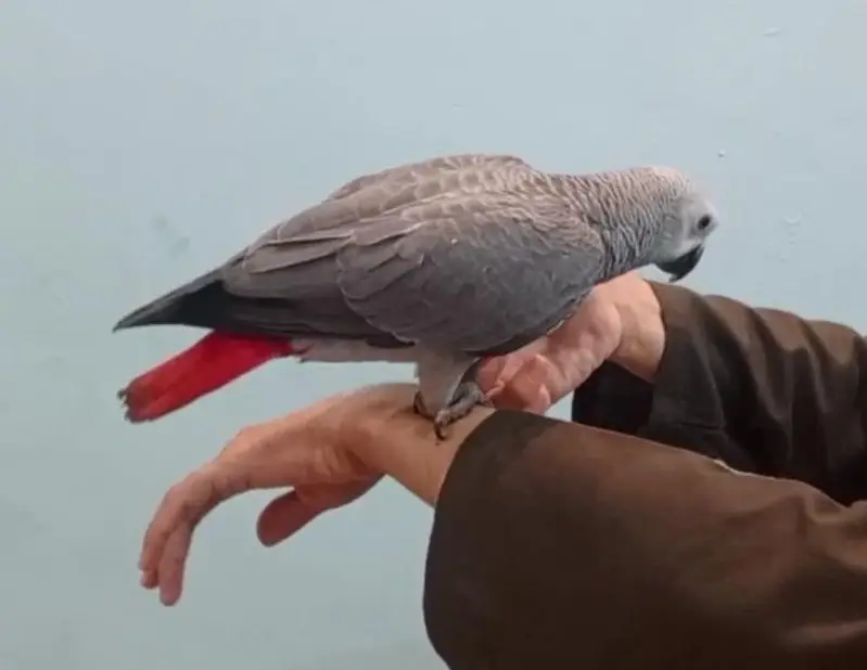 African Grey Parrot tamed talking starts for sale — photo 3