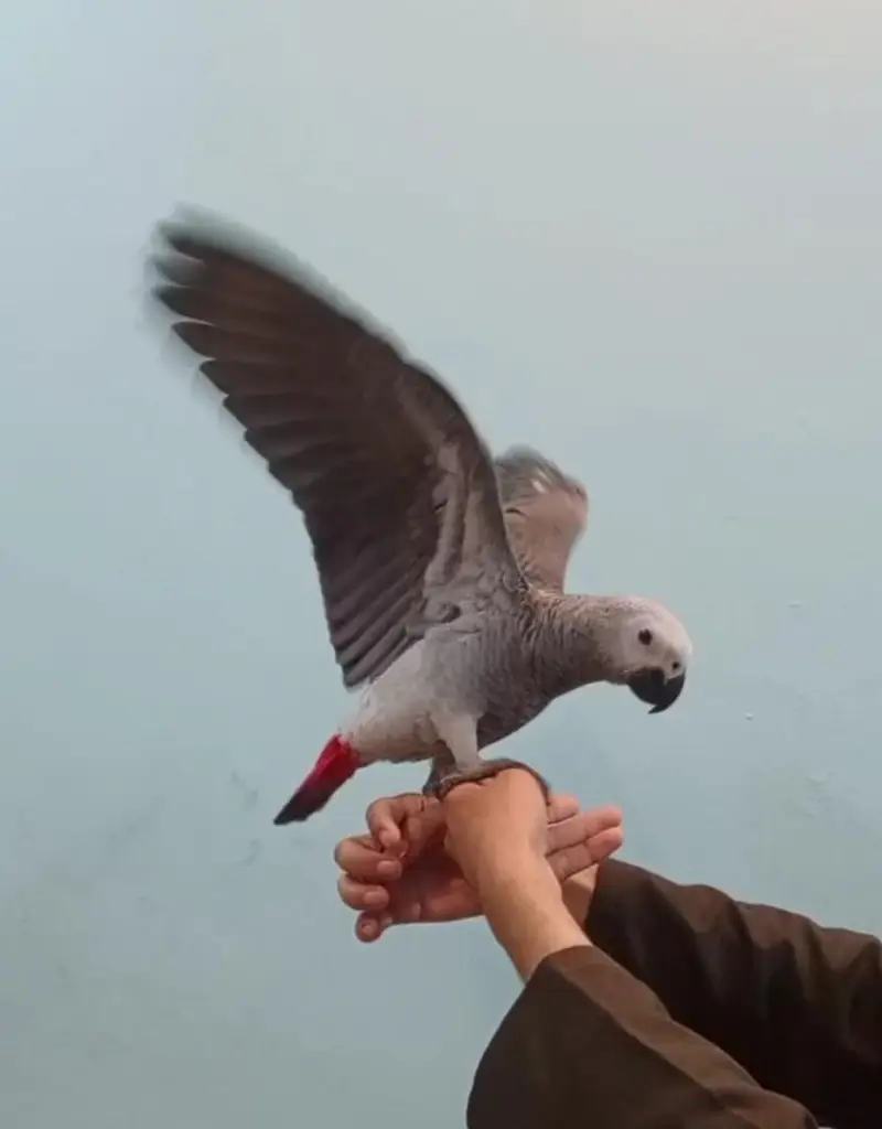 African Grey Parrot tamed talking starts for sale — photo 4