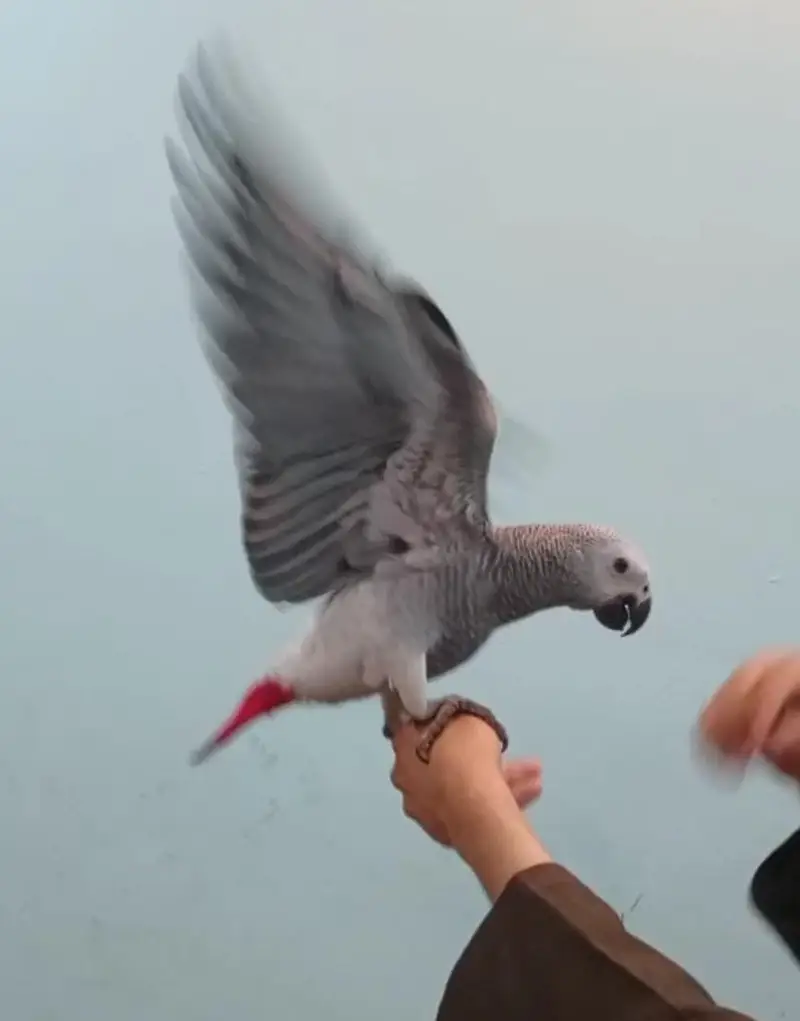 African Grey Parrot tamed talking starts for sale — photo 5