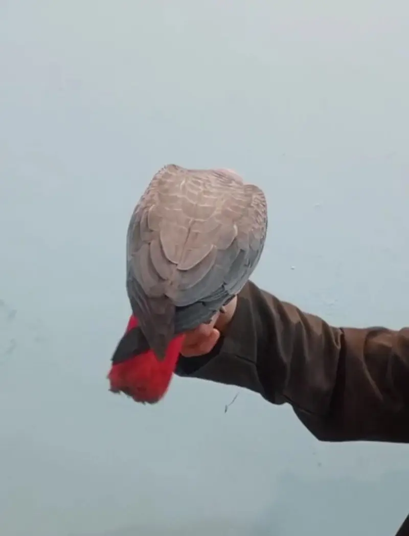 African Grey Parrot tamed talking starts for sale — photo 6